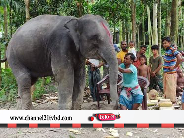 স্ত্রীর স্বপ্ন পুরনে কৃষক দুলাল চন্দ্র রায় তার জমি বিক্রি করে হাতি ক্রয় করে বাড়িতে নিয়ে এসেছেন