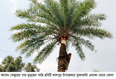 লালপুরে খেজুরের গাছ ঝুড়াইয়ে ব্যস্ত গাছিরা