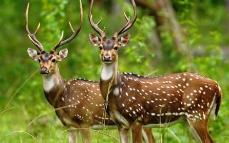 বাগেরহাটে হরিনের মাংসসহ শিকারী আটক