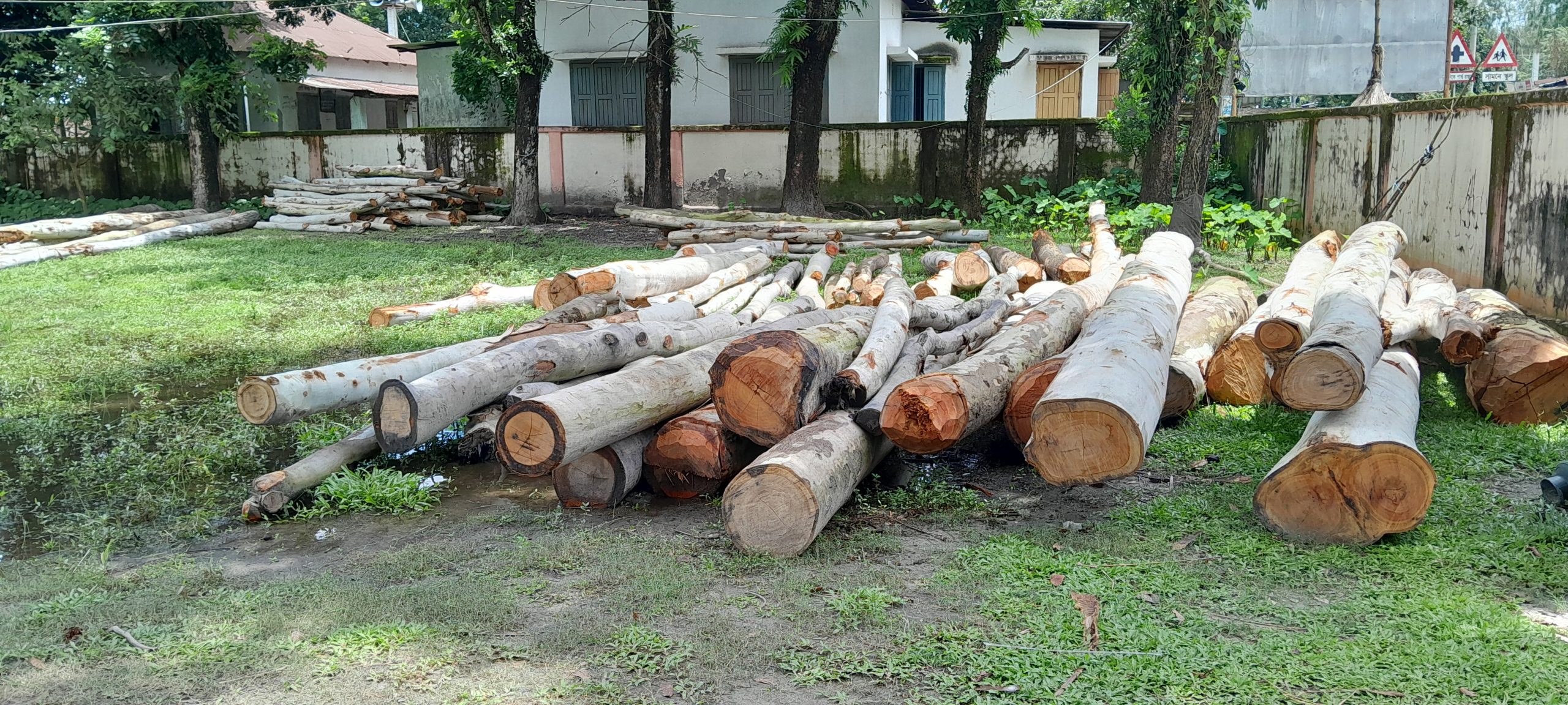 তেঁতুলিয়ায় তিন লাখ টাকা মূল্যের গাছ জব্দ