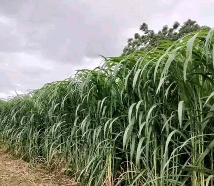 নেত্রকোনায় কৃষকের নেপিয়ার ঘাস চাষে সম্ভাবনার হাতছানি