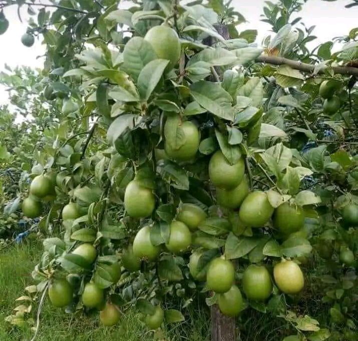 প্রতিটি মানুষের রাতে যেসব খাবার খেলে ঘুমের বারোটা বাজতে পারে