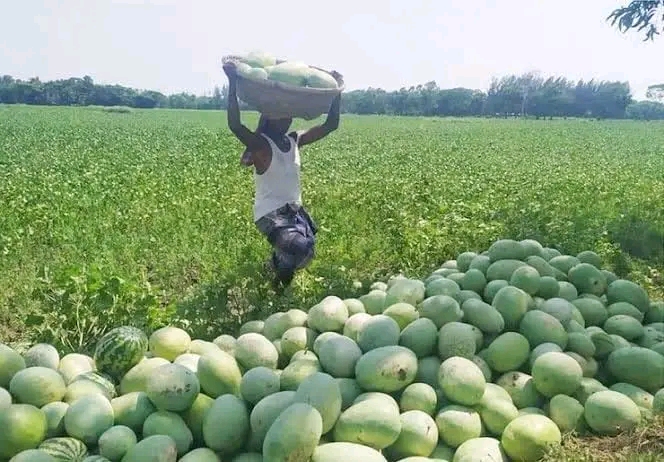 নেত্রকোনায় তরমুজ চাষে বাজিমাত,আড়াই কাটা জমিতে ২ লাখ টাকা আয়