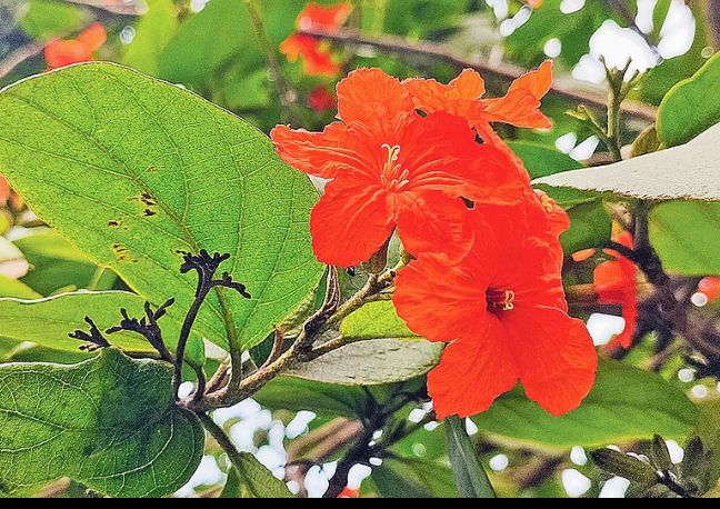 প্রকৃতির পরিবেশকে রাঙিয়ে দিয়েছে বেলাজ রূপপসারী ফুল রক্তরাগ