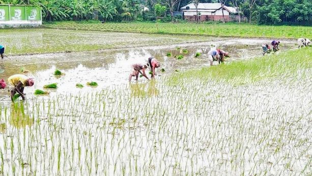 নেত্রকোনায় আমন ধানের চারা রোপণে ব্যস্ত সময় পার করছেন কৃষকরা