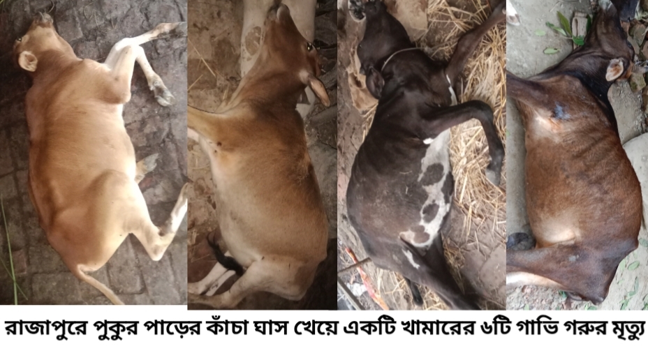 ঝালকাঠির রাজাপুরে পুকুর পাড়ের কাঁচা ঘাস খেয়ে মারা গেল খামারির ৬টি গরু