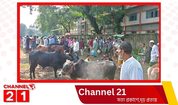 দুর্গাপুরে ছোট গরুর চাহিদা বেশি, বাজারে ক্রেতা কম