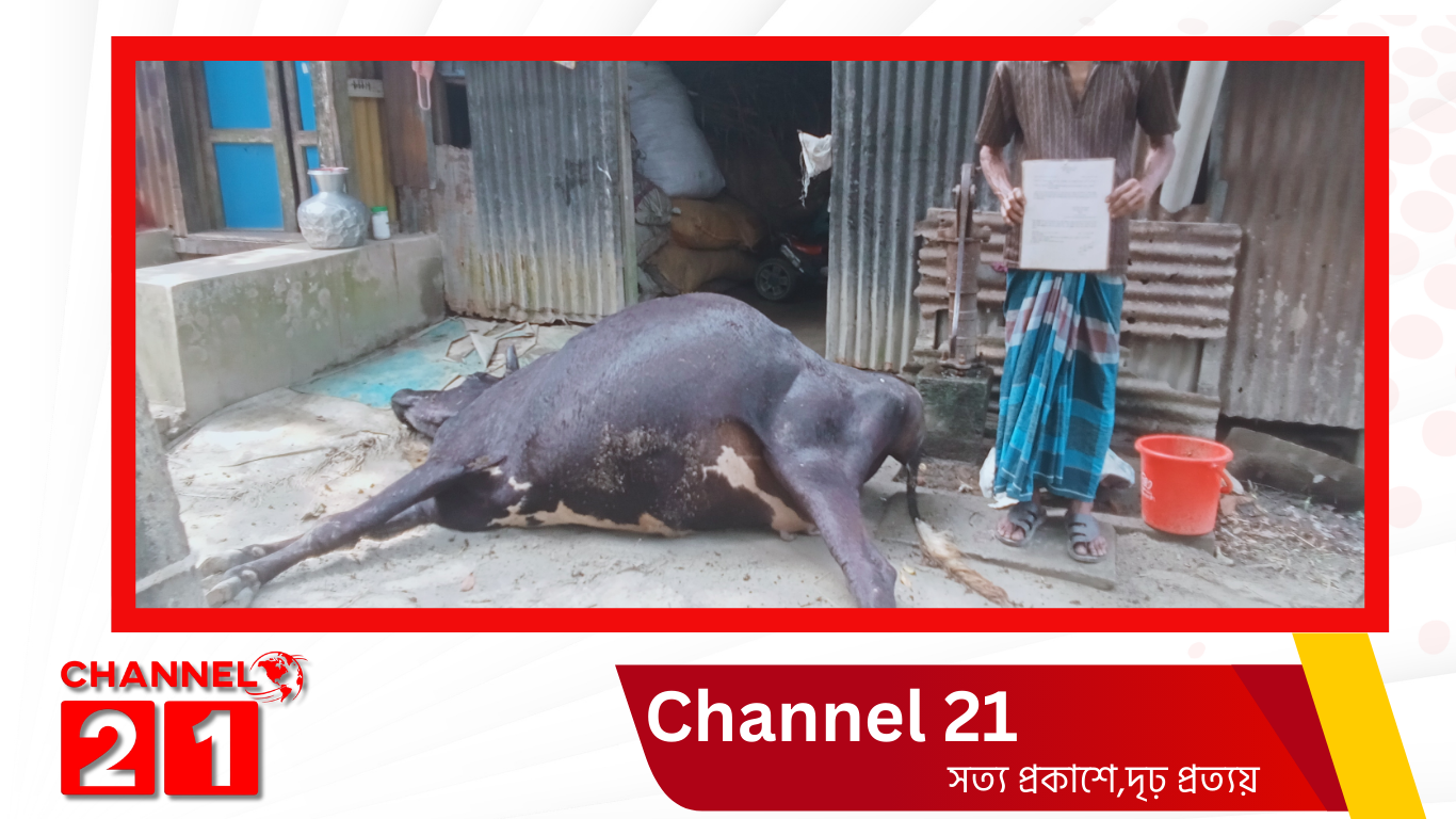 কমলনগরে বিষ প্রয়োগে খামারির গরু ও হাঁস নিধনের অভিযোগ: দিশেহারা অসহায় অলি আহমেদ