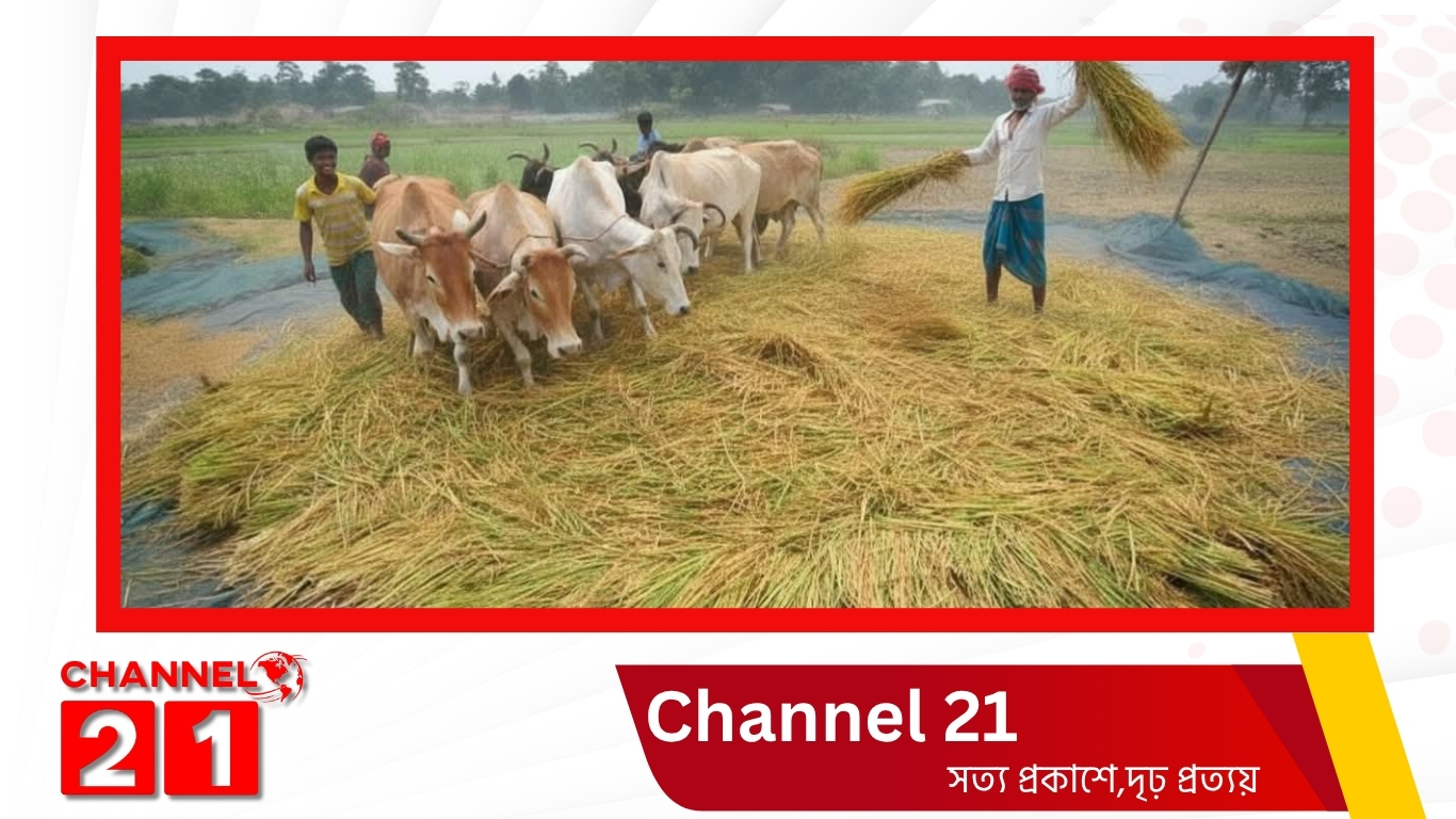 নেত্রকোনায় আধুনিকতার চাপে হারিয়ে যাচ্ছে গরু দিয়ে ধান মাড়াইয়ের গ্রামীণ ঐতিহ্য