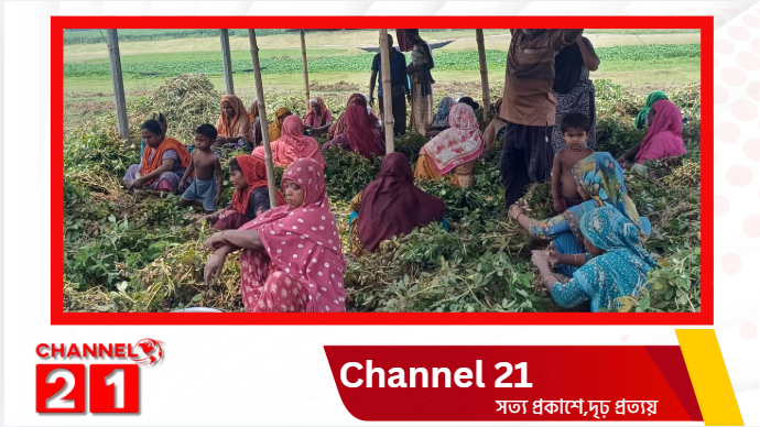 পদ্মার বালুচরে চিনাবাদামের সবুজ বিপ্লব, সোনালি স্বপ্নে বিভোর লালপুরের কৃষক